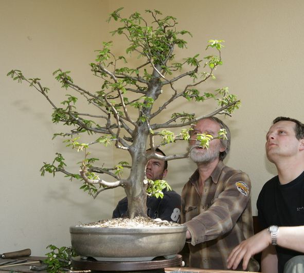 Carpinus Piotrka Juku 2009_1 kwie 11.Jpg