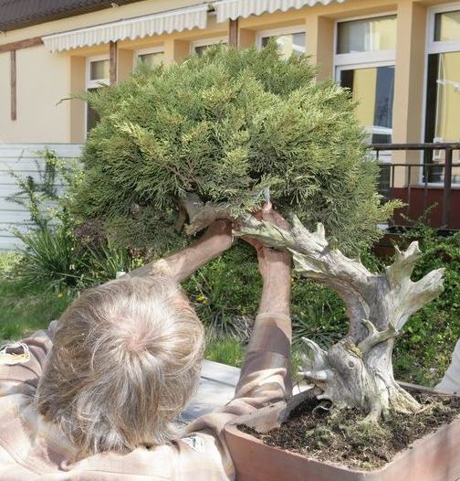 Juniperus Darka 2009_1 kwie 09.JPG