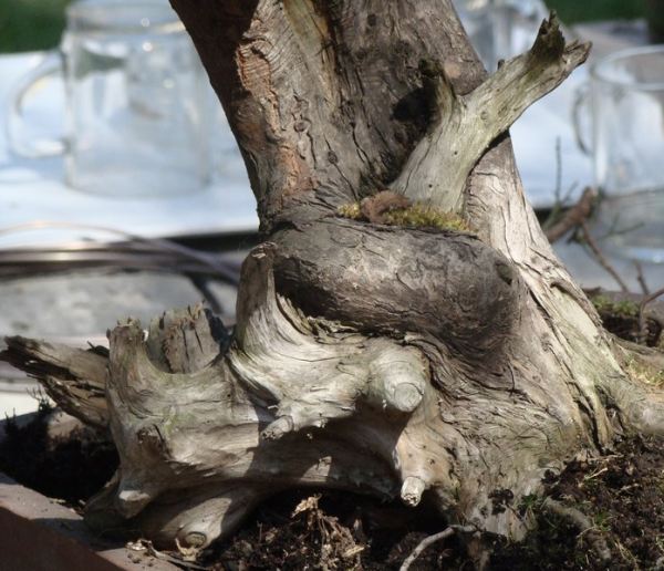 Juniperus Darka 2009_1 kwie 11.JPG