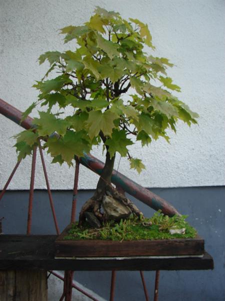 bonsai 009 (Custom).jpg