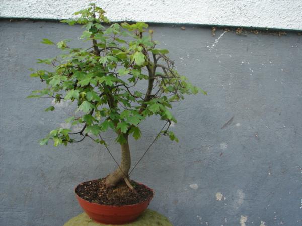 bonsai 005 (Custom).jpg