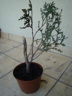 Kopia w celach poglądowych i archiwalnych.