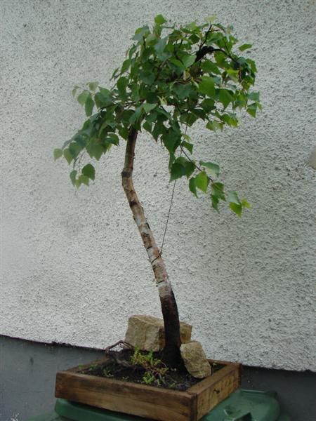 bonsai 809 (Custom).jpg