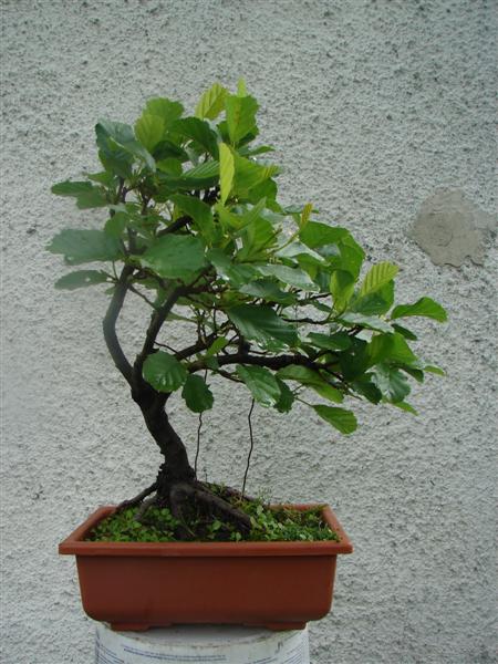 bonsai 811 (Custom).jpg
