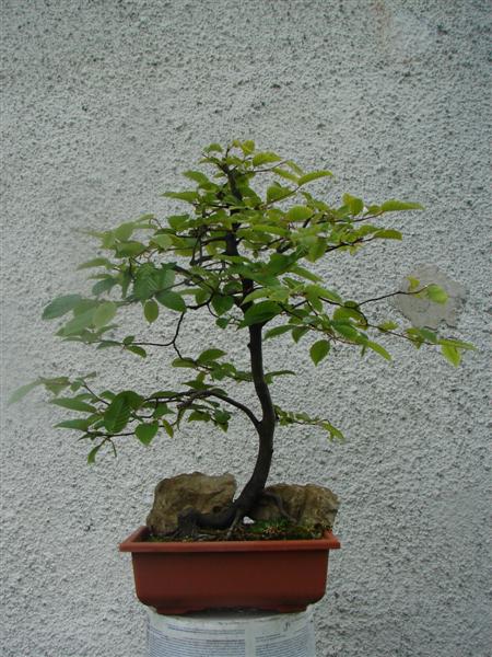 bonsai 817 (Custom).jpg