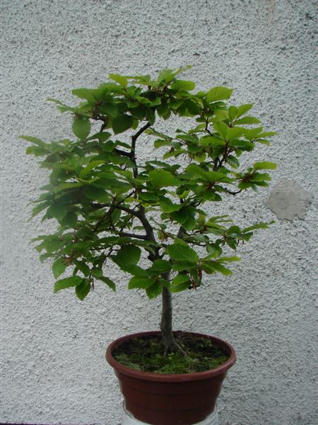 bonsai 804 (Custom).jpg