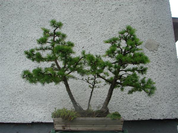 bonsai 819 (Custom).jpg