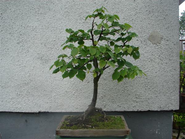 bonsai 824 (Custom).jpg