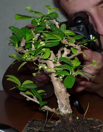 karmona odrazu po zakupieniu