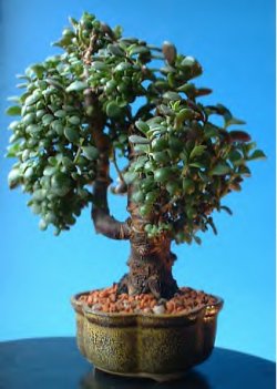 grubosz bonsai