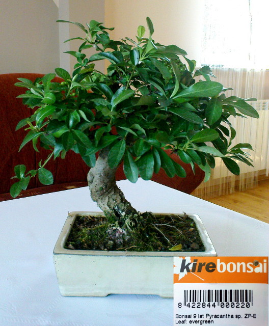 bonsai_small.JPG
