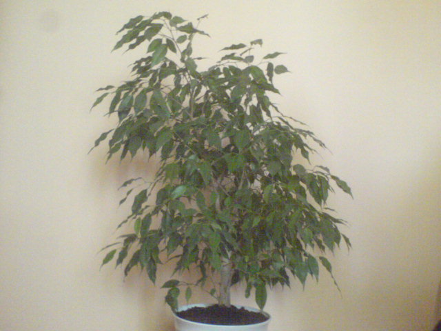 DSC01024.JPG