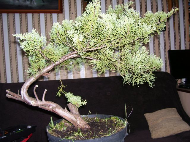 Krzak przed formowaniem