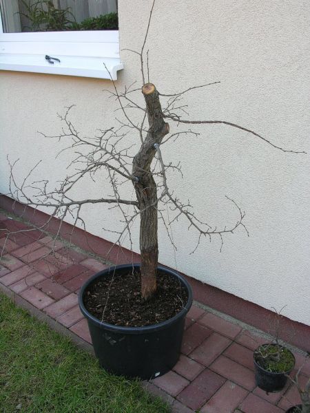 Kwiecień 2005 - po pozyskaniu i posadzeniu do donicy przejsciowej. Już widać, że niezbędny będzie odkład powietrzny - pień zwęża się ku dołowi.