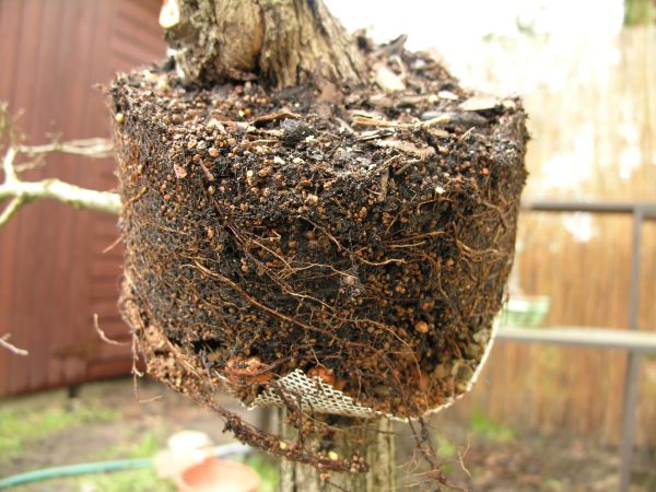 rok później - po zdjeciu odkładu...