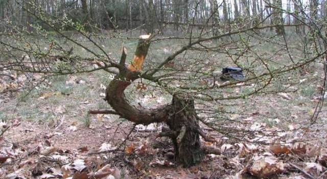 Drzewko znalezione w  2006. Na wiosne 2007 wykonane zostało wstępne cięcie, zbliżanie zieleni i odbudowa korony
