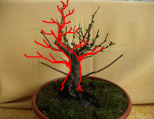 bonsai2010_001_155a.JPG