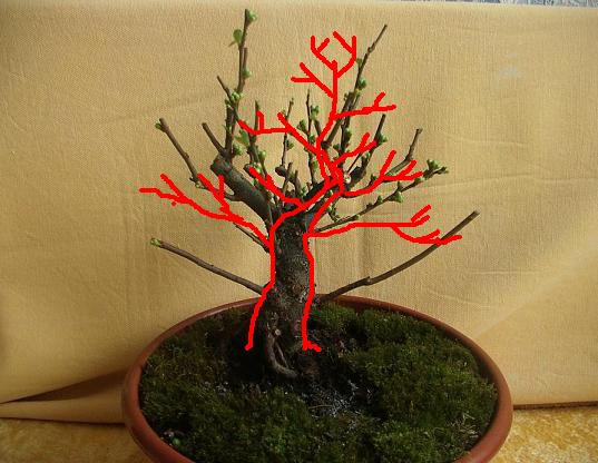 bonsai2010_001_155b.JPG
