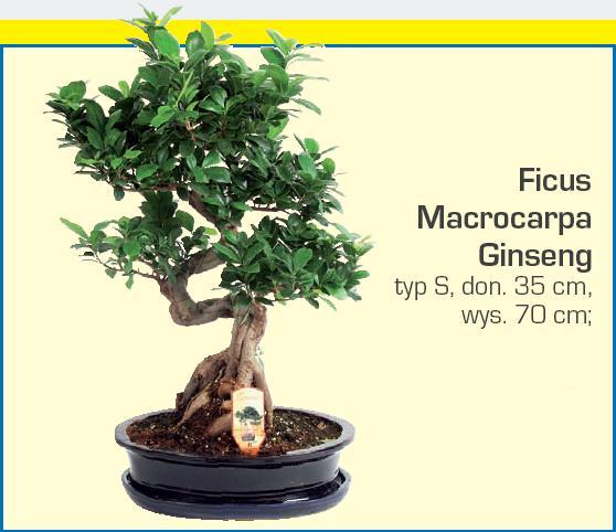 Ficus Macrocarpa Ginseng z Praktikera.jpg