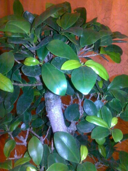 Ficus Macrocarpa 2.jpg