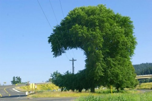 drzewo.jpg