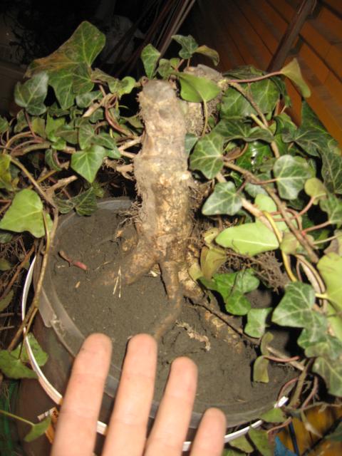 Bluszcz pozyskany z likwidowanych ogrodów działkowych, Kwiecień 2010