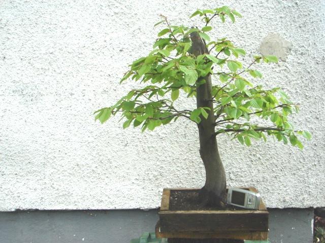 allegro 10 032 (Small).jpg