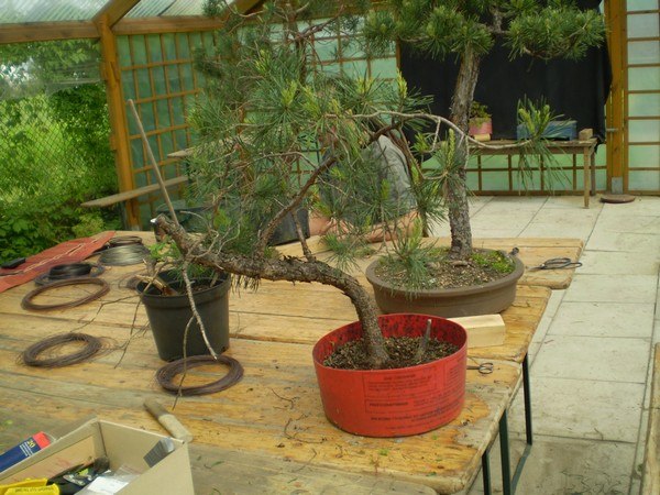 sosenka którą formowałem - piękny ruch pnia, zawaliste nebari - malina