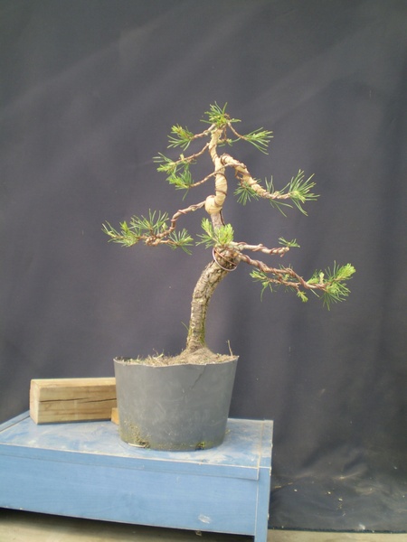 Jednak tył sosn y jest ciekawszy i ruch pnia bardziej przemawia. Kwestia ułozenia dolnych gałęzi troche inaczej - czas pokaze