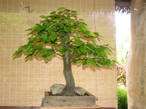 karola kapusta 008 (Custom).jpg