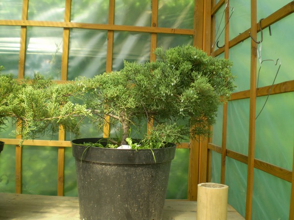 Nr 7 niewylosowany - nr 8 - krzaczor Pawła