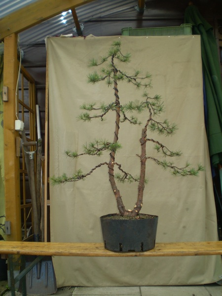 Niwaki do ogrodu jak znalazł