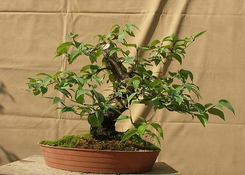 Kopia bonsai IX2010 040.jpg