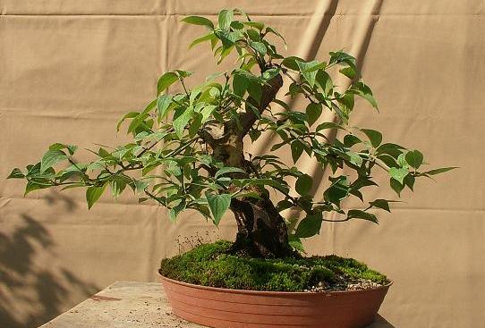 Kopia bonsai IX2010 042.jpg