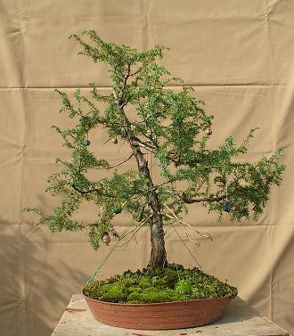 Kopia bonsai IX2010 034.jpg