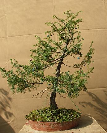 Kopia bonsai IX2010 032.jpg