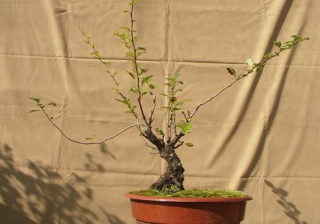 Kopia bonsai IX2010 036.jpg