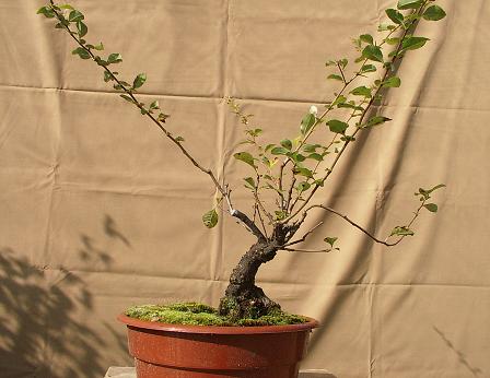 Kopia bonsai IX2010 038.jpg
