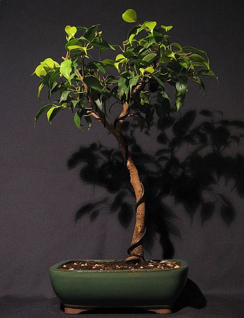 ficus3_1s.jpeg