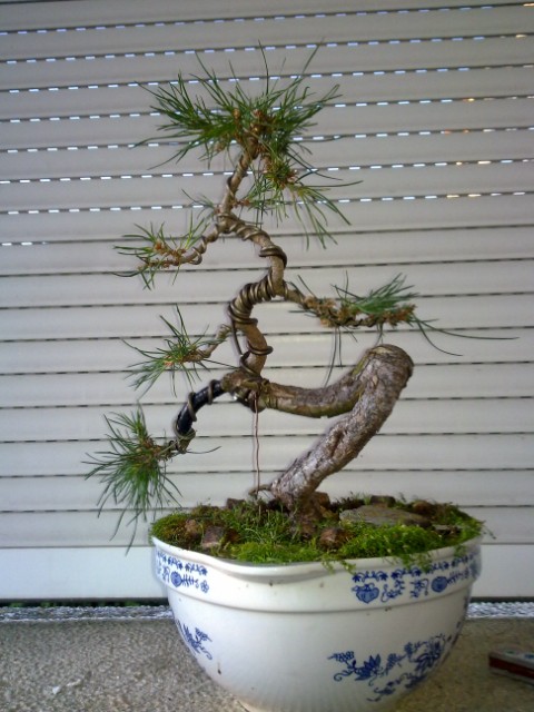 20100203661 [640x480].jpg