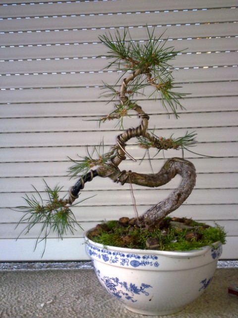 20100203658 [640x480].jpg