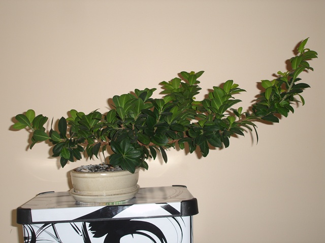 robert bonsai 014++.jpg
