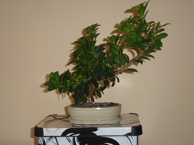 robert bonsai 017++.jpg