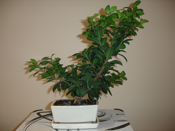 robert bonsai 023+++.jpg