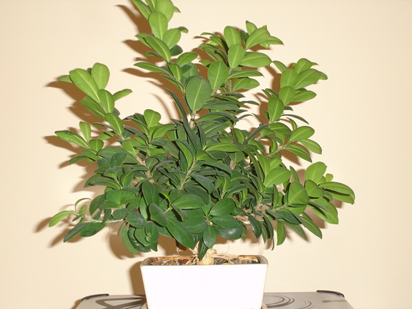 robert bonsai 027+++.jpg