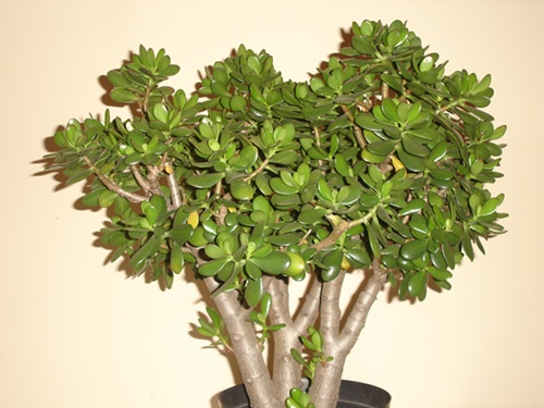 robert bonsai 061+.jpg