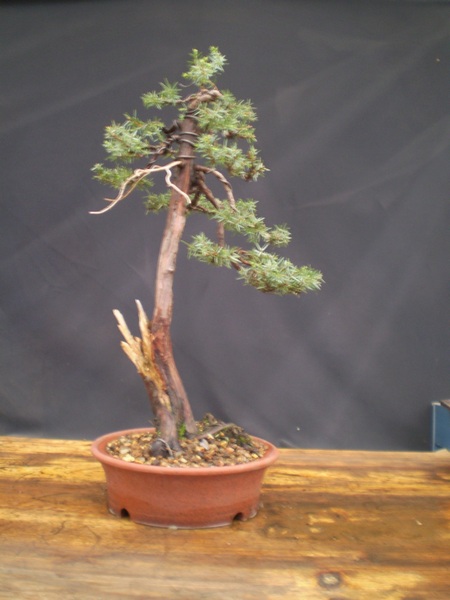 06 - wiosna 2010 po przesadzeniu.JPG