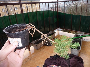 ma bardzo fajne korzenie