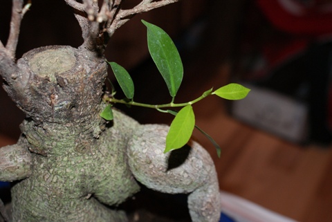 Gałązka wyrosła wcześniej przed osłabieniem drzewka ale teraz jej stan - moim zdaniem uległ poprawie  ładny zielony kolor widać kolejne pączki