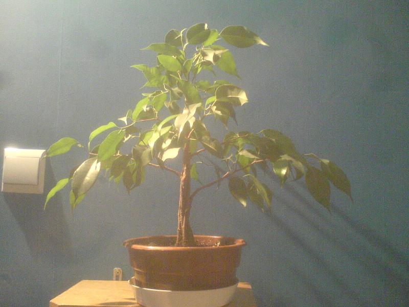 Kopia DSC00065.JPG